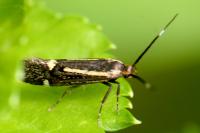 Esperia sulphurella