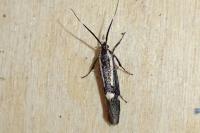 Esperia sulphurella