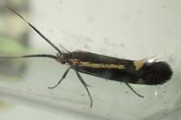 Esperia sulphurella