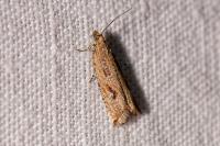 Bactra