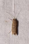 Yponomeuta sedella