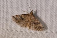 Alucita hexadactyla