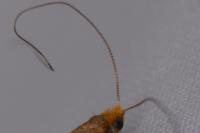 Nematopogon adansoniella
