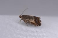 Pammene fasciana