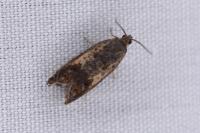 Pammene fasciana