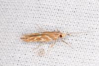 Pyroderces argyrogrammos