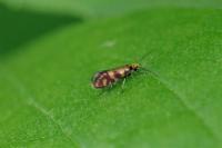 Micropterix tunbergella