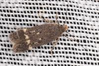 Bryotropha affinis