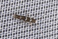 Parectopa robiniella