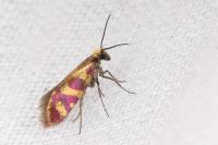 Micropterix tunbergella