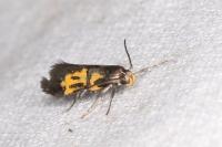 Schiffermuelleria schaefferella