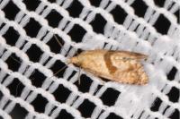 Cochylidia implicitana