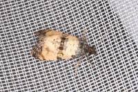 Cochylichroa atricapitana