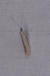 Coleophora
