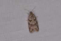 Cnephasia