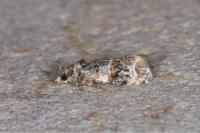 Lobesia botrana