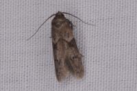 Blastobasis glandulella