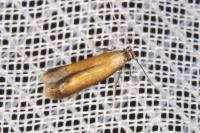 Coptotriche marginea