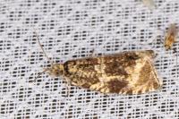 Celypha lacunana