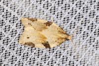 Clepsis spectrana