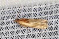 Eucosma