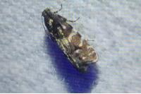 Pammene splendidulana