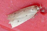Nothris verbascella