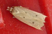 Nothris verbascella