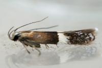 Aproaerema polychromella