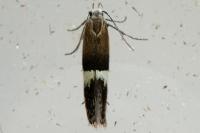 Aproaerema polychromella
