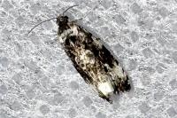 Endothenia marginana