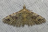 Alucita hexadactyla