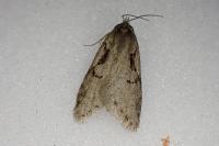 Semioscopis steinkellneriana