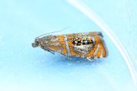 Olethreutes arcuella