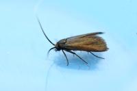 Cauchas rufimitrella