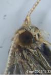 Nematopogon adansoniella