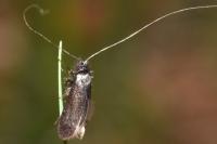 Adela reaumurella