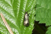 Adela reaumurella