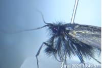 Adela reaumurella