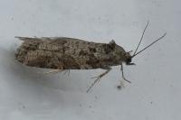 Cnephasia