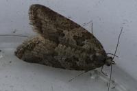 Cnephasia