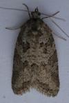 Cnephasia