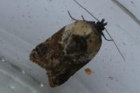 Acleris variegana