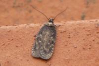 Depressaria