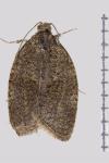 Syndemis musculana