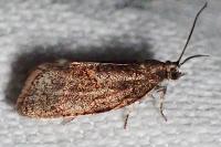Syndemis musculana