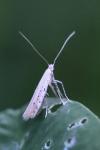 Aspilapteryx tringipennella