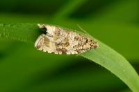 Celypha lacunana