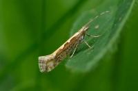 Plutella xylostella