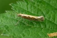 Plutella xylostella